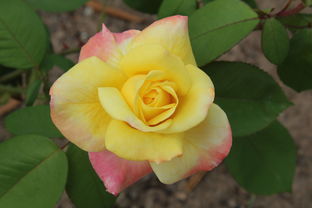 未來十年最好柑橘品種有哪些？解析2024-2034年柑橘種植黃金品種推薦