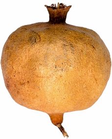 探訪(fǎng)最近柑桔果樹(shù)苗基地：優(yōu)質(zhì)品種與種植技術(shù)全解析