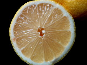 柑橘上長出白色小點點什么?成因解析與防治方法全解答