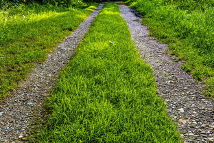 柑橘晚熟品種選育突破與產業升級路徑探析