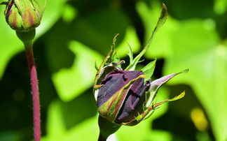 科學應用柑橘管理技術保花保果高效提升坐果率與產量實踐解析