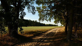 金秋田園風光實拍——優質柑橘豐收視頻素材精選