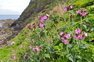柑橘羅勒橙花巖蘭香氛交響曲:自然之息的五重奏