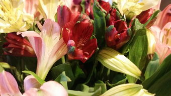 柑子什么時候成熟?揭秘不同品種成熟期與最佳采收時機