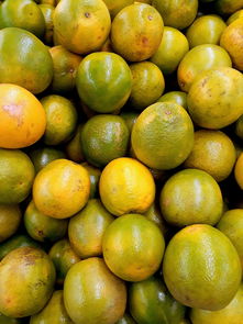 柑橘新品種種植高效栽培技術要點解析——科學管理助農增收致富實踐探討