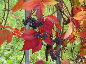 抗寒性強柑橘品種排名揭曉:十大耐寒果苗推薦與區域栽培指南