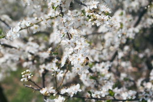 脆蜜金柑樹苗栽培指南:科學管理提升掛果率與果實品質