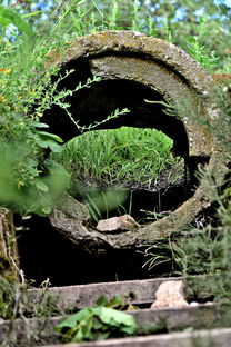 柑桔樹苗如何嫁接:正確步驟與實用技巧詳解