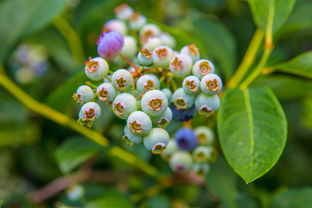 柑果核果屬什么?植物分類學角度解析其歸屬特征