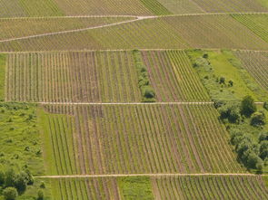 蒲江縣柑橘種植面積現(xiàn)狀及未來發(fā)展趨勢分析