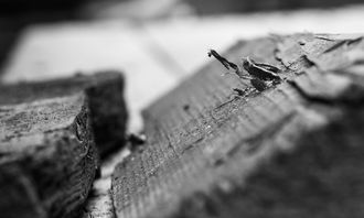 柑橘業(yè)最新消息:2023年市場趨勢與技術(shù)革新動態(tài)解析