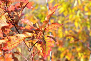 廣西皇帝柑幾月份最好吃?果農揭曉黃金成熟期與挑選訣竅