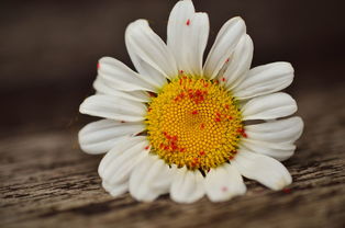 柑橘要預防什么病害？常見病害及防治措施解析