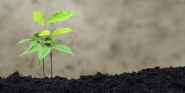 綠色生態(tài)理念下柑桔高產(chǎn)優(yōu)質(zhì)栽培新技術(shù)的創(chuàng)新實(shí)踐與應(yīng)用