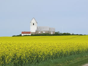 廣西第一早柑橘"紅土地搶鮮上市——探秘桂北產區領鮮全國的早熟優勢