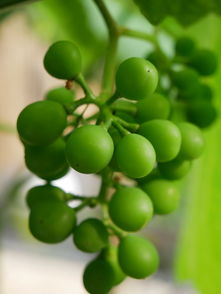 探秘金堂縣柑橘種植基地:沱江畔千畝示范園繪就生態(tài)農(nóng)業(yè)豐收?qǐng)D景