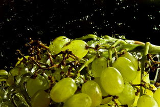 柑橘上火還降火?科學解讀其雙向調節的養生奧秘