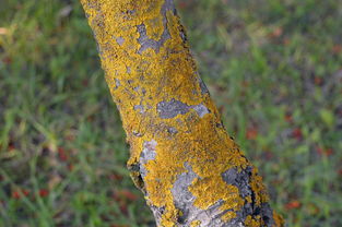 柑橘黑星病與砂皮病的區(qū)別:癥狀識別與防治要點(diǎn)解析