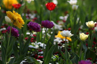 春日樂享豐收季！彩虹耙耙柑現場采摘甜蜜來襲