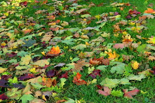 四川廣安耙耙柑幾月份成熟？成熟季節(jié)與收獲時令解析