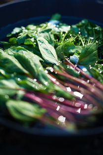 優(yōu)質(zhì)高產(chǎn)成柑桔樹苗出售，量大從優(yōu)支持全國(guó)包郵