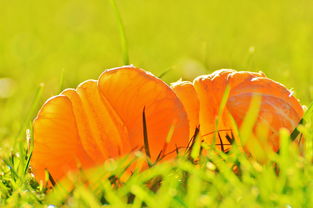 津川1號柑橘市場價波動解析：產區動態與消費趨勢深度觀察