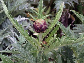 柑橘生根用什么肥最好？三種高效果園專用生根肥料推薦指南