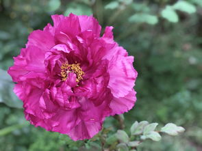 怎樣種植愛媛果凍橙:從選苗到采收的全程技術(shù)要點與養(yǎng)護指南