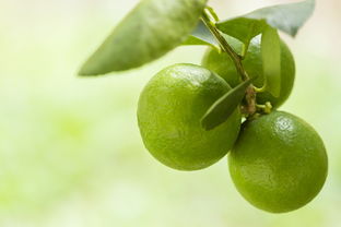 沈陽同城必打卡!柑橘烏云飲品哪里有沈陽隱藏寶藏店?