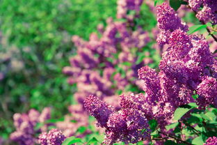 新會柑幾月開花？揭秘廣東新會柑開花期與種植管理關鍵