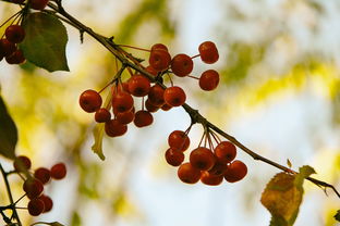 柑橘金秋品種栽培技術與市場前景深度解析