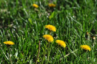 三月份柑橘管理重點：春季病蟲害防治與保花保果關(guān)鍵措施
