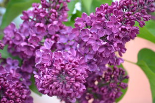 三月份柑橘管理重點：春季病蟲害防治與保花保果關(guān)鍵措施