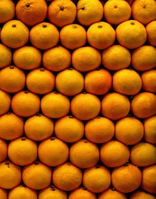 柑橘類成熟期的季節變化與果實品質調控因素解析