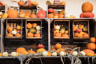 2023年黃美人柑橘枝條價格走勢與市場行情分析