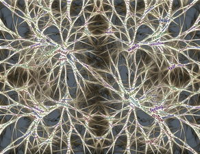 柑橘園種植技術：高效管理與科學栽培實踐指南