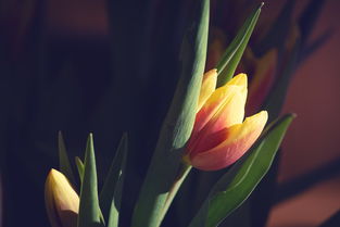 柑橘烏云要表達什么意思？——探析其深層隱喻與情感意象解析