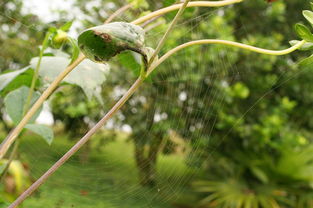 新栽柑橘幼苗施肥正確方法與科學管理步驟解析