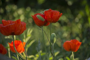 四川紅美人柑橘苗基地有哪些？熱門產(chǎn)區(qū)與優(yōu)質(zhì)苗圃推薦