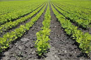 沃柑蘆柑哪個營養（沃柑是蘆柑嗎）