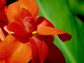 柑子移栽后怎么管理好？掌握五大技巧確保成活率