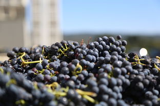 早甜甜柑橘新品種枝條優質選育及高產種植技術解析