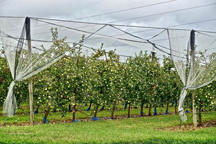 專治潰瘍病柑橘專用特效配方,科學防控守護果園健康