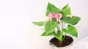 柑橘嫁接枝條怎么存放？正確保存方法與注意事項解析