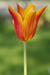 扦插柑橘多久長根？詳解生根時間與關鍵養護技巧