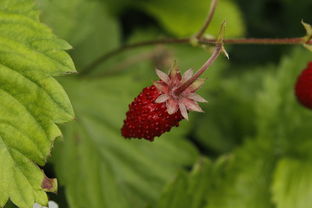 紅美人柑橘果實黑點發生原因與綜合防治技術研究