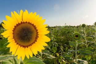 柑橘夏梢萌發(fā)時間的關(guān)鍵影響因素及科學(xué)調(diào)控技術(shù)解析