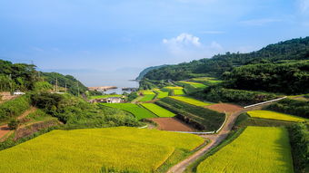 井研縣柑橘晚熟園區(qū)：產(chǎn)業(yè)升級(jí)助力鄉(xiāng)村振興新標(biāo)桿
