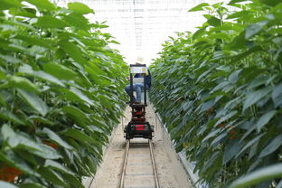 大豐柑橘種植技術要求（早熟大豐1號桔子苗）