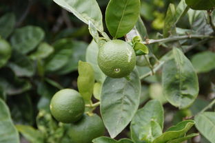 柑橘樹圈枝技術(shù)（圈枝柑種植方法）